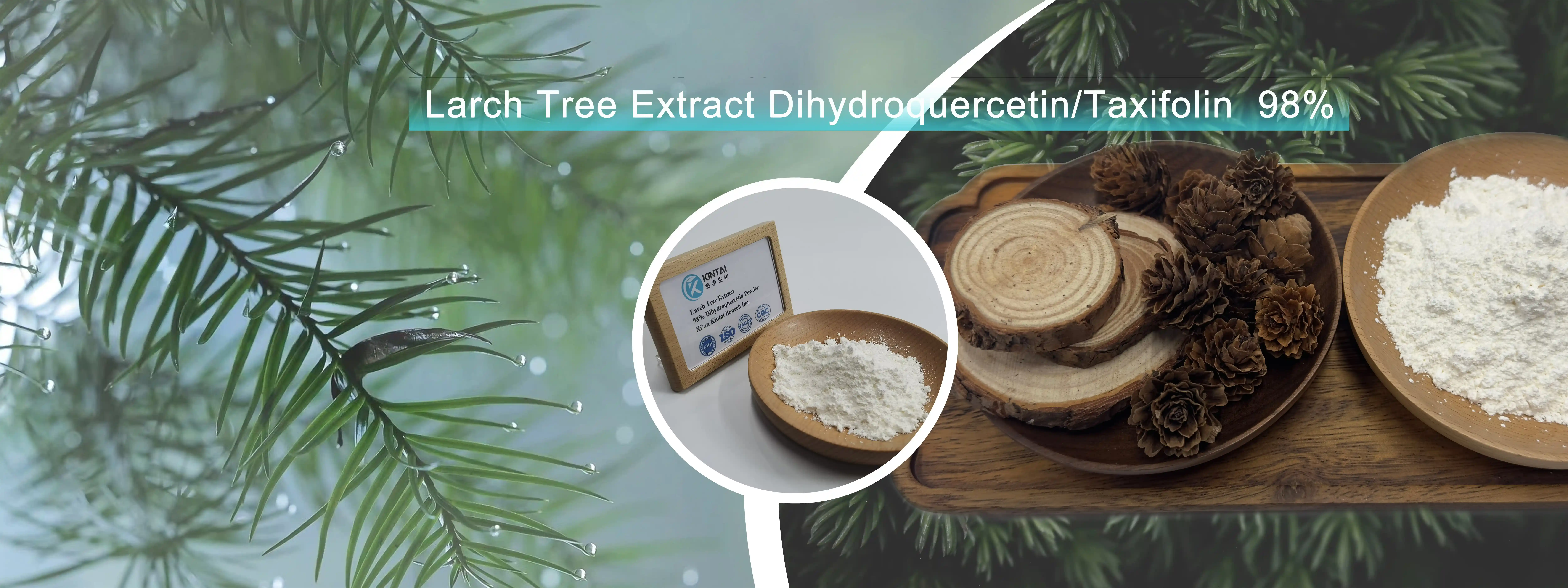 Dihydroquercetin / Taxifolin powder